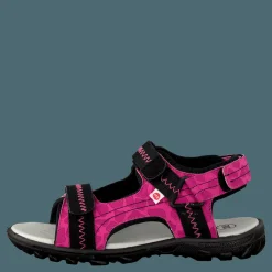 Barn Pax Beetle Lilac