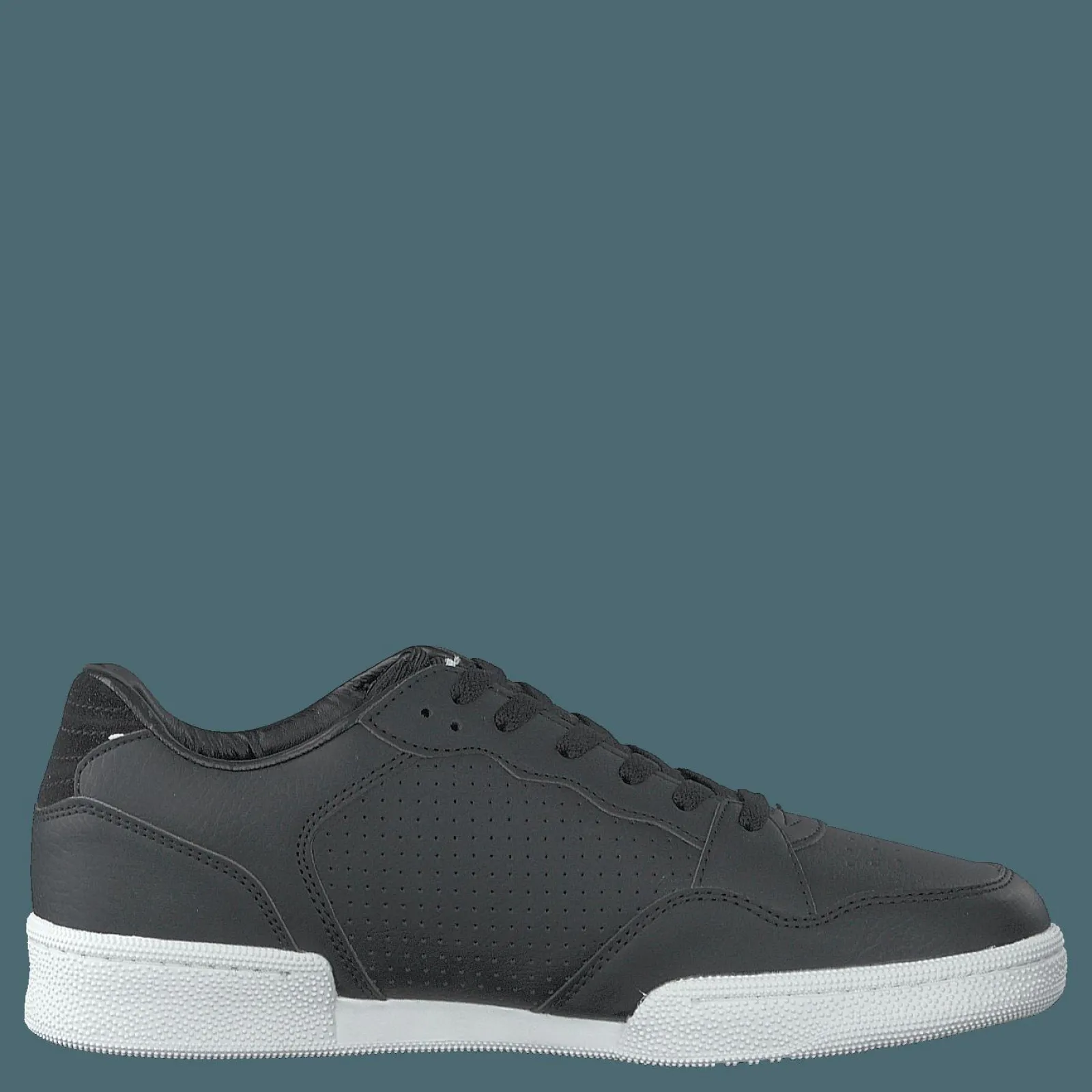 Champion W Cleveland Black Beauty